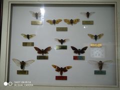 -上海昆虫博物馆