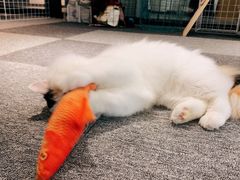 -米宠家·撸猫猫咖小萌宠·猫咪洗澡·猫咪寄养(高新大都荟店)