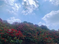-贵州百里杜鹃风景名胜区