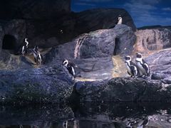 -暹罗海洋世界