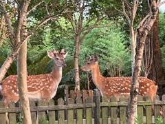 -不觉晓CAMPING(上海迪士尼营地店)