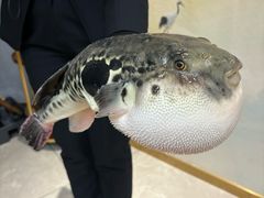 -鲐赏河豚(长寿店)