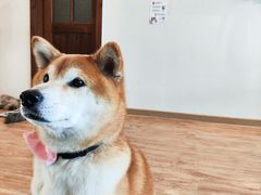 -猫小主咖啡·猫咖cat cafe(福田店)