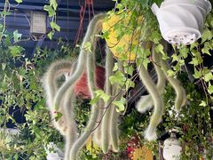 -溪岸路花鸟市场