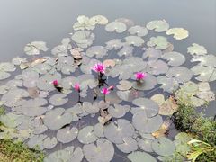 -荔湾湖公园