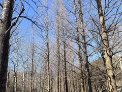 -白水寺森林公园