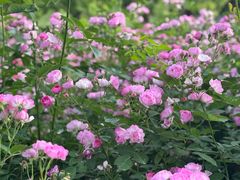 -白塘生态植物园