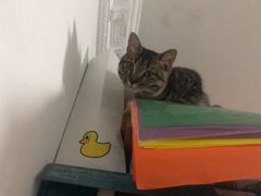 -伟伟宠物医院·CT影像中心·瑞派犬猫综合性门诊(汉口总院)