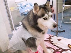-仁普宠物诊所(住友昌盛新苑店)