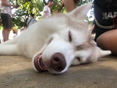 -TrueLove @ Neverland (Husky Cafe)