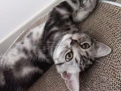 -袖虎·猫馆(体育西路店)