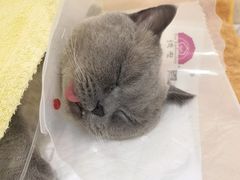 -宠爱国际动物医院· 猫科· 外科·中兽医(长白店)