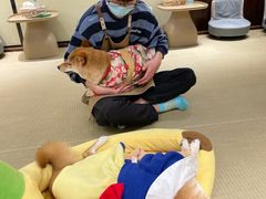 -逗柴咖啡屋·狗咖猫咖宠物桌游