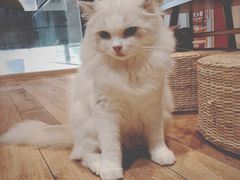 -瞄一喵猫咖(格力海岸店)