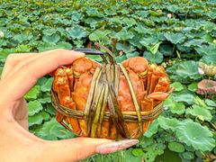 -七的湖·晚芳亭·阳澄湖农家菜·大闸蟹(莲花岛店)