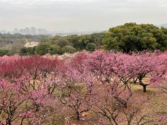 -无锡梅园公园