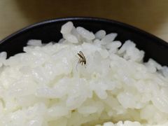 米饭-臻味斋
