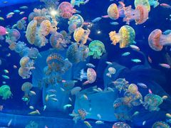 -海合安青岛极地海洋公园