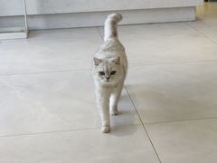 -关爱宠物医院·猫科中心·消化科(滨湖万达分院)