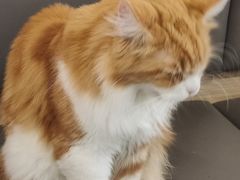 -喵园·猫主题咖啡厅·撸猫·猫咖(国贸店)