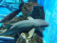 -锦艺城海洋馆