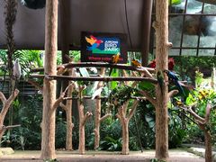 -新加坡飞禽公园