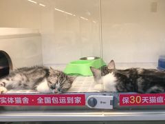 -lincat·猫舍(广州店)