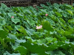 -四川大学(华西校区)