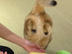 -逗柴咖啡屋·狗咖猫咖宠物桌游
