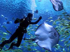 -烟台海昌鲸鲨海洋公园