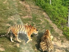 -深圳野生动物园