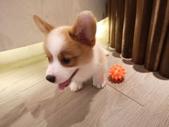 -浣熊柯尔鸭土拨鼠·电玩咖
