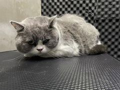 -PETKIT小佩宠物·低压洗护(国顺东路店)