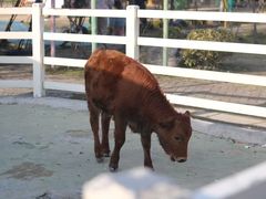 -合肥滨湖国家森林公园