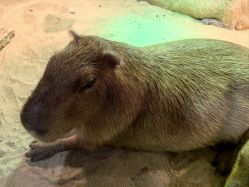 -Zoolung Zoolung动物主题公园(海信广场店)