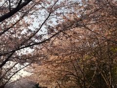 -高东镇樱花园