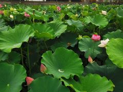 -长安上水缘度假庄园