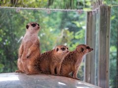 -济南野生动物世界