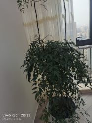 -HEYAN荷妍专业脱毛连锁机构