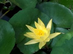 -桃园盛宴·岭南粤菜·手工茶点(南庄店)
