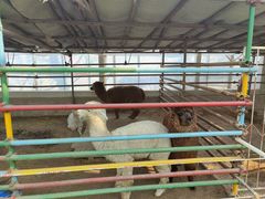 -南宫五洲植物乐园