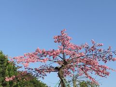 -东莞植物园