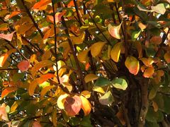 -武汉紫薇都市田园