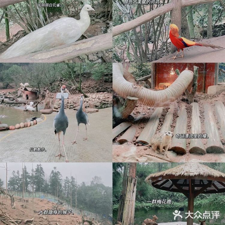 成都周边可投食老虎的超大野生动物世界
