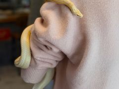 -吉丁鸟咖·异宠·寄养