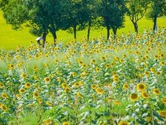 -光明小镇欢乐田园