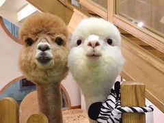 -藦茜花园宠物主题亲子互动体验馆(国顺东路店)