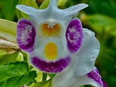 -广州神农草堂中医药博物馆
