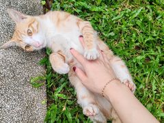 -十九路军淞沪抗日阵亡将士陵园