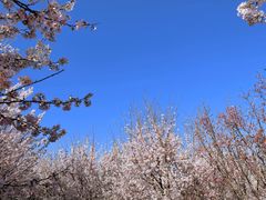 -樱花山风景区